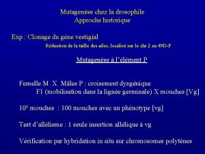 Mutagense chez la drosophile Approche historique Exp Clonage