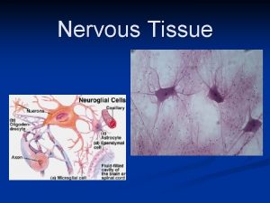Nervous Tissue NERVOUS TISSUE Description n Nerve cells