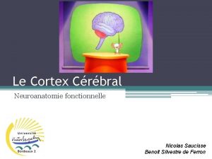 Le Cortex Crbral Neuroanatomie fonctionnelle Nicolas Saucisse Benoit