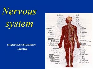 Nervous system SHANDONG UNIVERSITY Liu Zhiyu Divisions of