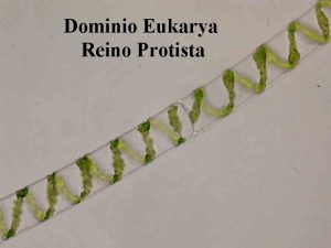 Dominio Eukarya Reino Protista Protistas Introduccin Llamamos Protista