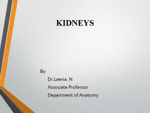 KIDNEYS By Dr Leena N Associate Professor Department