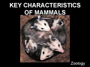 KEY CHARACTERISTICS OF MAMMALS Zoology CLASS MAMMALIA 4