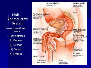 Male Reproductive System Must know these terms 1