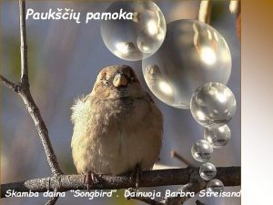 Pauki pamoka Skamba daina Songbird Dainuoja Barbra Streisand