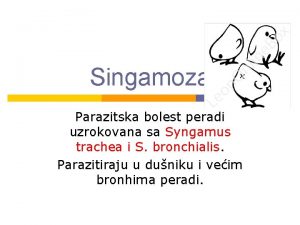 Singamoza Parazitska bolest peradi uzrokovana sa Syngamus trachea