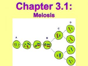 Chapter 3 1 Meiosis Body cells Gametes Sperm