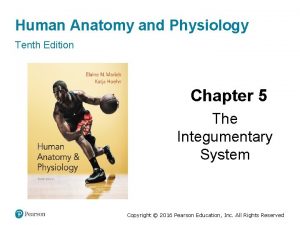 Human Anatomy and Physiology Tenth Edition Chapter 5