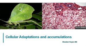 Cellular Adaptations and accumulations Ghadeer Hayel MD 1