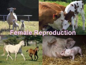 Female Reproduction FEMALE REPRODUCTION Job of the female