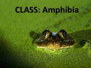 CLASS Amphibia Class Amphibia Amphibia means double life