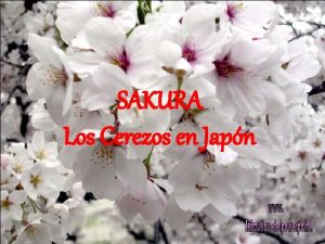 SAKURA Los Cerezos en Japn Todos los aos