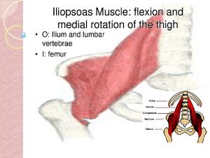 Extensors of thigh Gluteus maximus Adductor magnusHamstring part