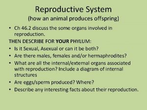 Reproductive System how an animal produces offspring Ch