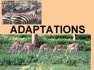 ADAPTATIONS ADAPTATION A CHARACTERISTIC THAT HELPS AN ORGANISM