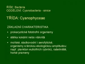 E Bacteria ODDLEN Cyanobacteria sinice TDA Cyanophyceae ZKLADN