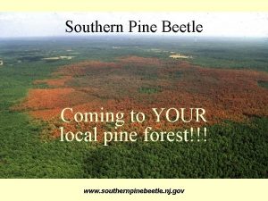 Southern Pine Beetle Coming to YOUR local pine