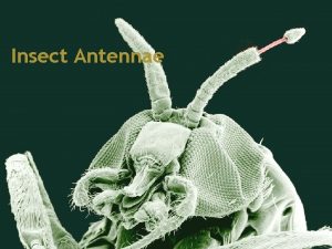 Insect Antennae The antennae are a pair of