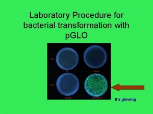 Laboratory Procedure for bacterial transformation with p GLO
