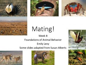 Mating Week 8 Foundations of Animal Behavior Emily