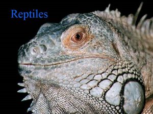 Reptiles Characteristics of a Reptile n Vertebrate animals