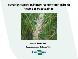 Estratgias para minimizar a contaminao do trigo por