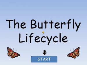The Butterfly Lifecycle START next next next next
