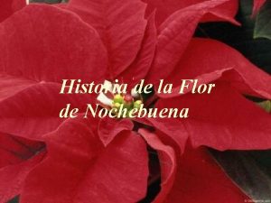 Historia de la Flor de Nochebuena Hace algn