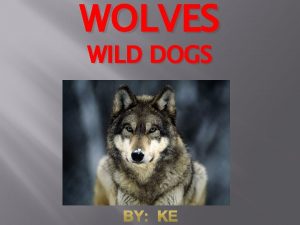 WOLVES WILD DOGS Introduction v v The scientific