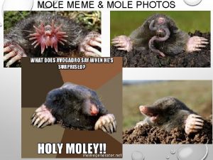 MOLE MEME MOLE PHOTOS AVOGADRO MEMES INTRO TO