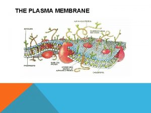 THE PLASMA MEMBRANE CELL MEMBRANES The cell membraneplasma