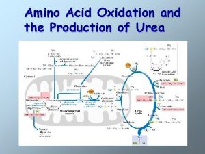 Amino Acid Oxidation and the Production of Urea