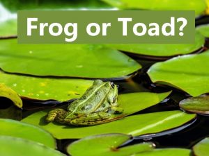 Frog or Toad Words to Know croak float