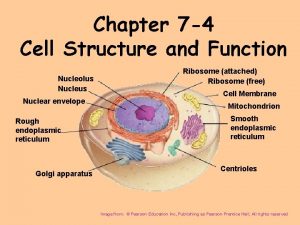 Chapter 7 4 Cell Structure and Function Nucleolus