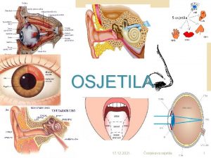 OSJETILA 17 12 2021 ovjekova osjetila 1 OSJETILO