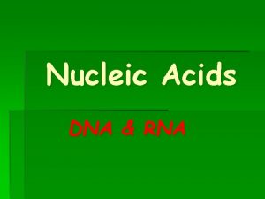 Nucleic Acids DNA RNA What are they The