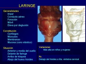 LARINGE Generalidades Impar Conducto areo Fonacin Mvil Eleva