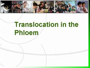 Translocation in the Phloem Fig 10 1 Phloem