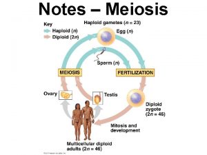 Notes Meiosis Meiosis Terms Meiosis the process of