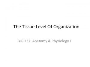 The Tissue Level Of Organization BIO 137 Anatomy