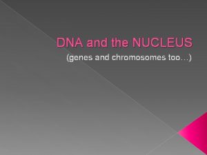 DNA and the NUCLEUS genes and chromosomes too