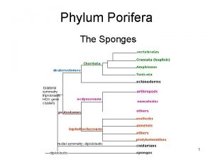 Phylum Porifera The Sponges 1 2 I Sponges