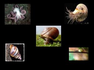 MOLLUSKS Section 27 1 Slugs snails and animal