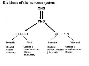 Divisions of the nervous system CNS PNS EFFERENT