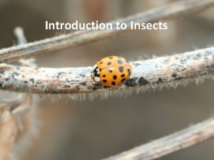 Introduction to Insects Outline Insects and their relatives