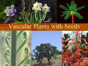 Vascular Plants with Seeds Vascular Plants with Seeds