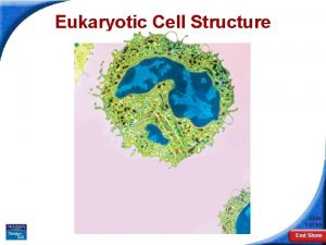 Eukaryotic Cell Structure Slide 1 of 49 End