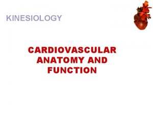 KINESIOLOGY CARDIOVASCULAR ANATOMY AND FUNCTION Major Cardiovascular Functions