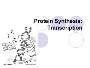 Protein Synthesis Transcription The Central Dogma l What