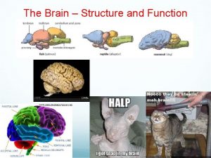 The Brain Structure and Function CNS The Brain